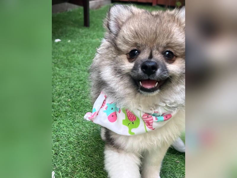 Bonnie SR - Spitz-Prinzessin sucht ihr Für-immer-Zuhause