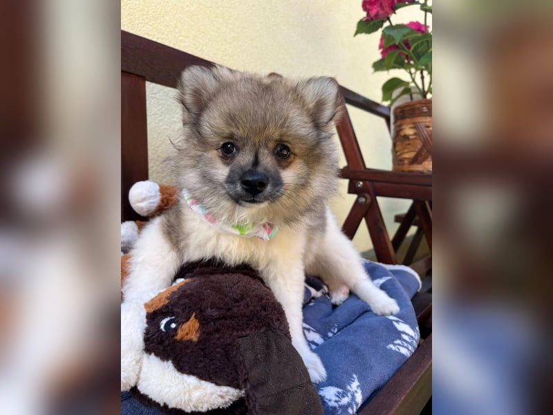 Bonnie SR - Spitz-Prinzessin sucht ihr Für-immer-Zuhause