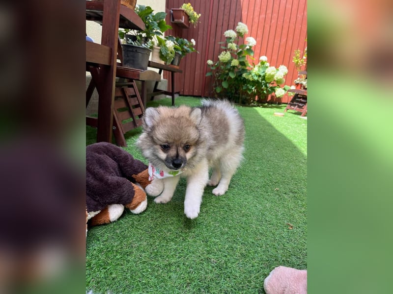 Bonnie SR - Spitz-Prinzessin sucht ihr Für-immer-Zuhause