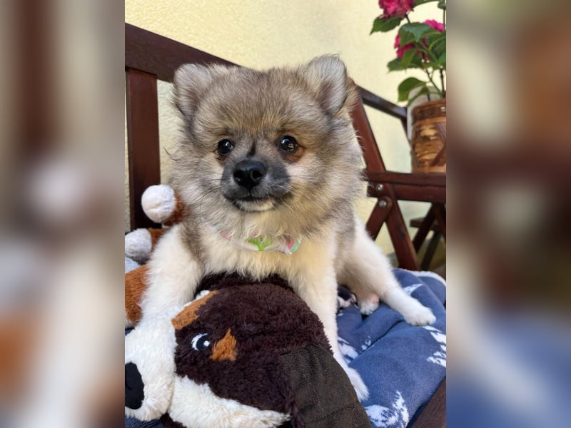 Bonnie SR - Spitz-Prinzessin sucht ihr Für-immer-Zuhause
