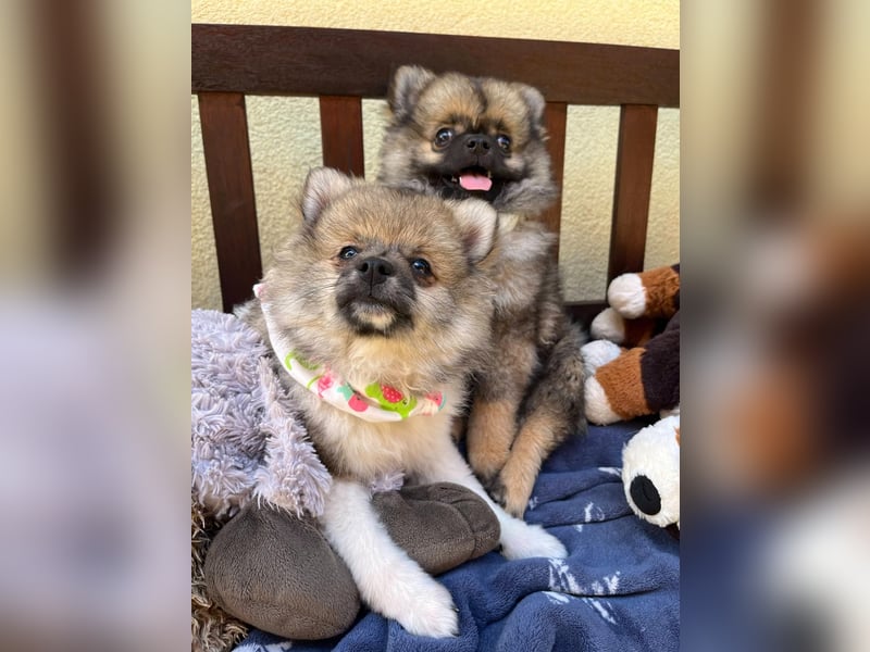 Bonnie SR - Spitz-Prinzessin sucht ihr Für-immer-Zuhause