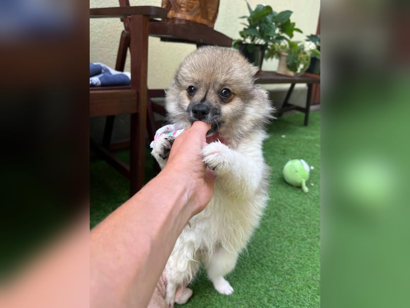 Bonnie SR - Spitz-Prinzessin sucht ihr Für-immer-Zuhause