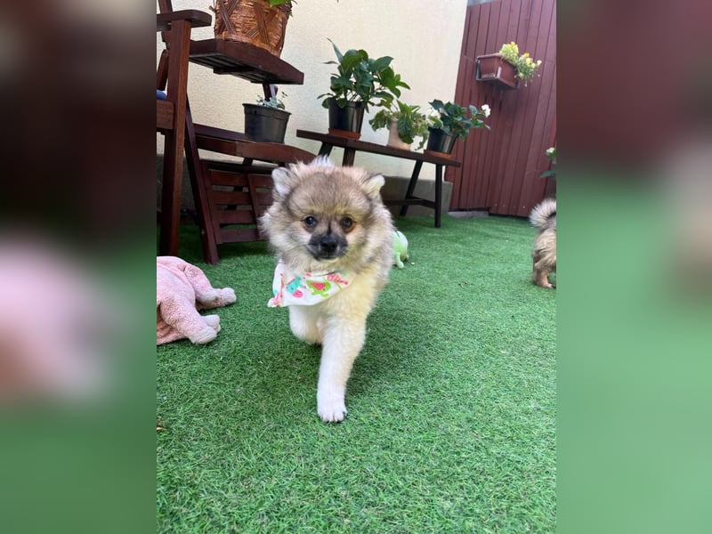 Bonnie SR - Spitz-Prinzessin sucht ihr Für-immer-Zuhause