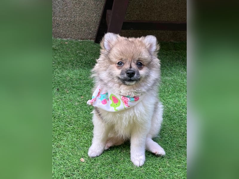 Bonnie SR - Spitz-Prinzessin sucht ihr Für-immer-Zuhause