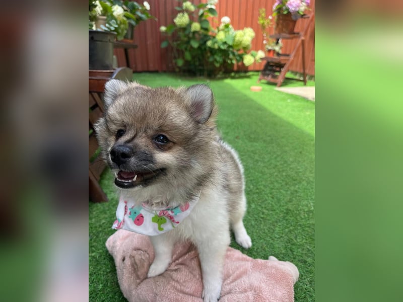 Bonnie SR - Spitz-Prinzessin sucht ihr Für-immer-Zuhause