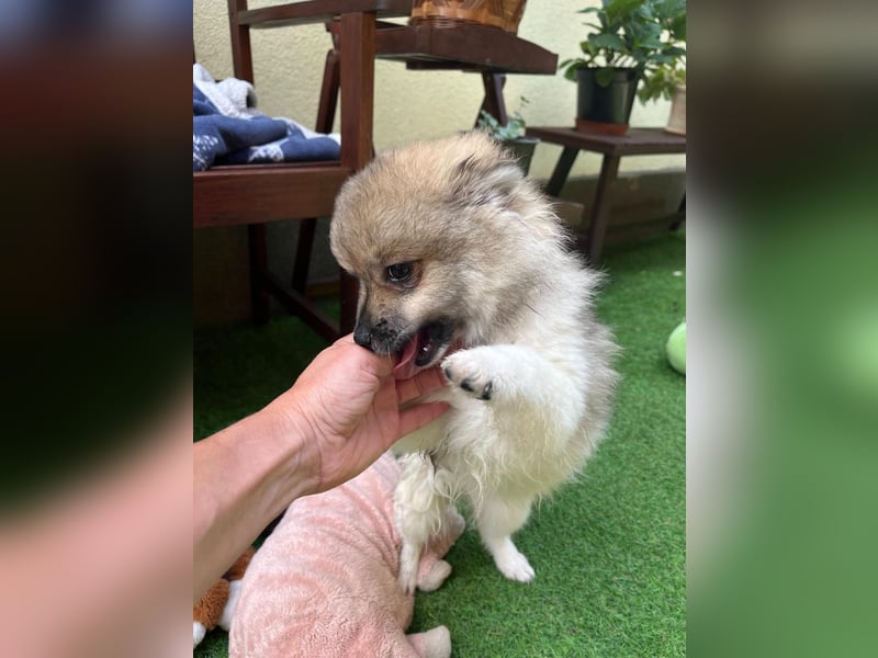 Bonnie SR - Spitz-Prinzessin sucht ihr Für-immer-Zuhause