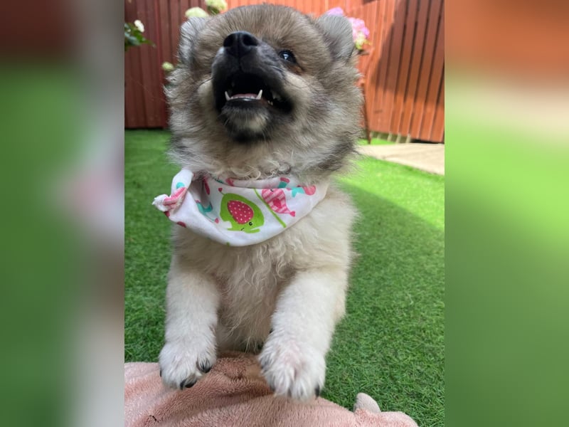 Bonnie SR - Spitz-Prinzessin sucht ihr Für-immer-Zuhause