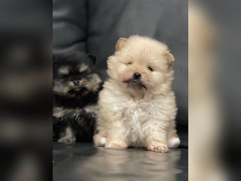 Pomeranian Zwergspitz