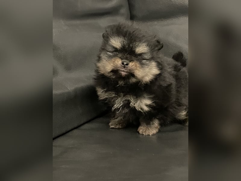 Pomeranian Zwergspitz