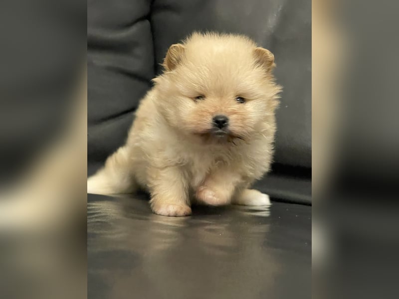 Pomeranian Zwergspitz