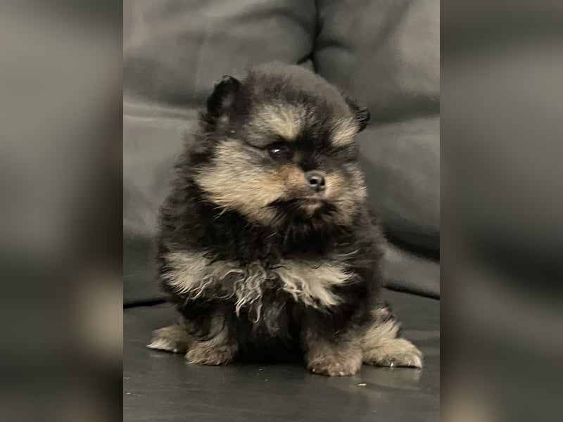 Pomeranian Zwergspitz