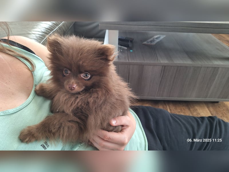 Reinrassige hübsche Pomeranian Zwergspitz Welpen