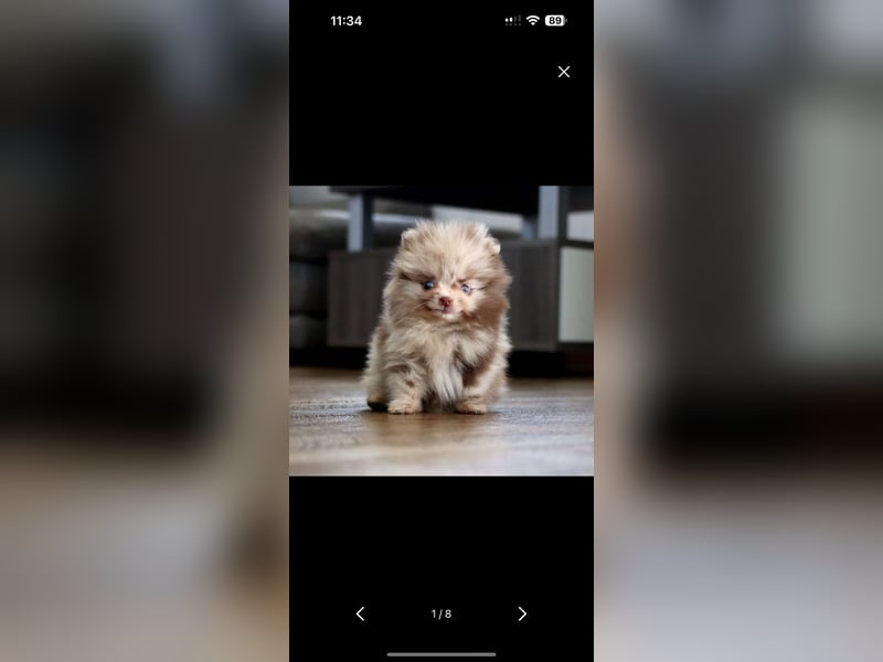 Reinrassige hübsche Pomeranian Zwergspitz Welpen