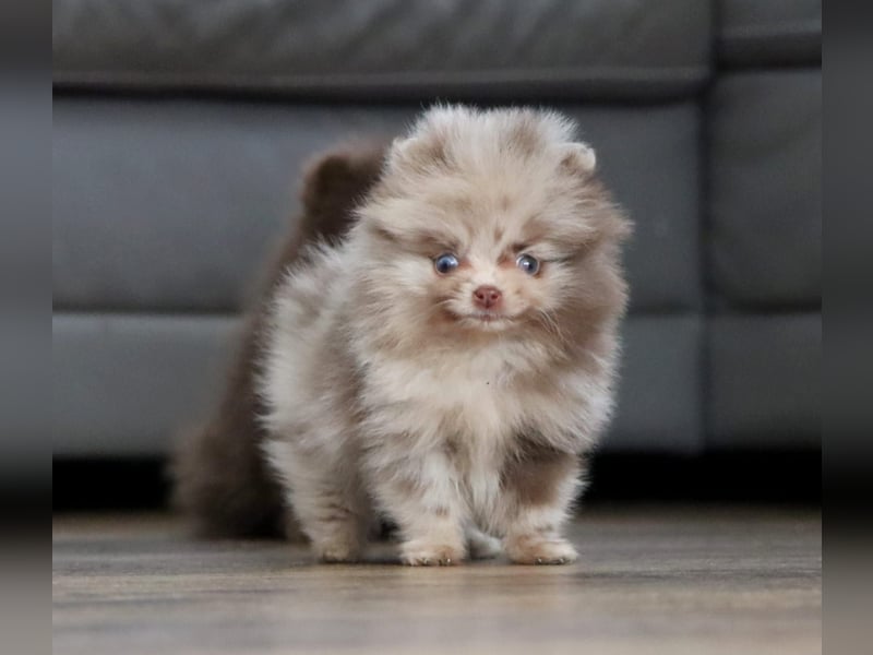 Reinrassige hübsche Pomeranian Zwergspitz Welpen