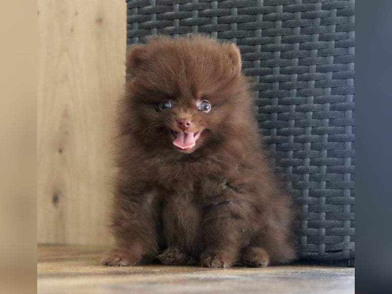 Reinrassige hübsche Pomeranian Zwergspitz Welpen