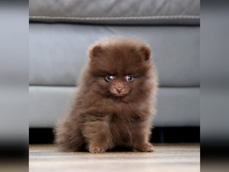 Reinrassige hübsche Pomeranian Zwergspitz Welpen