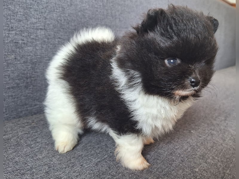 Reinrassige hübsche Pomeranian Zwergspitz Welpen