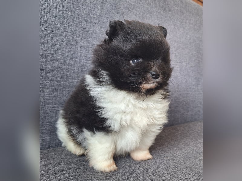 Reinrassige hübsche Pomeranian Zwergspitz Welpen