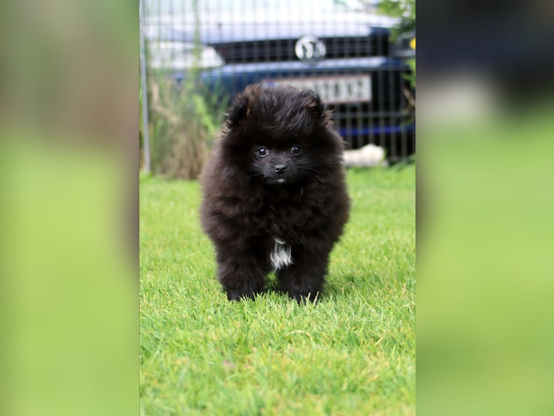 Reinrassige hübsche Pomeranian Zwergspitz Welpen