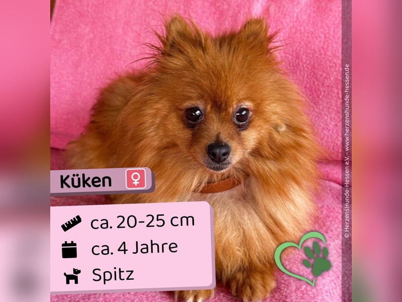Küken