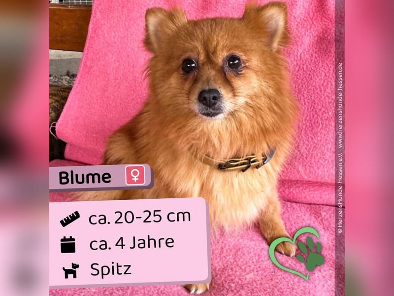 Blume