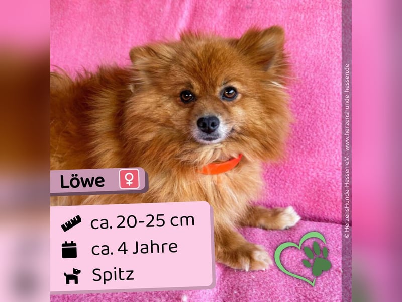 Löwe
