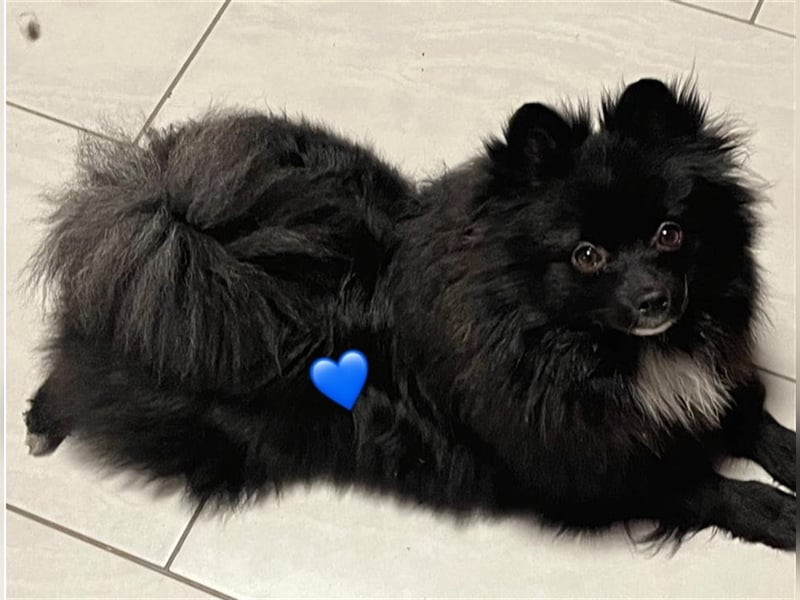 Zwergspitz/Pomeranian
