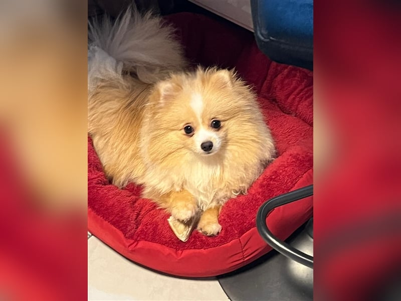Zwergspitz/Pomeranian
