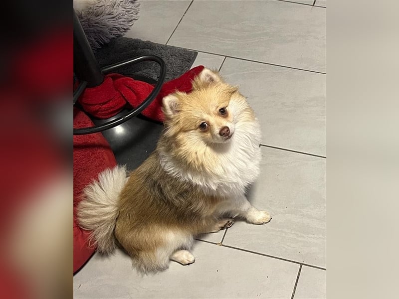 Zwergspitz/Pomeranian