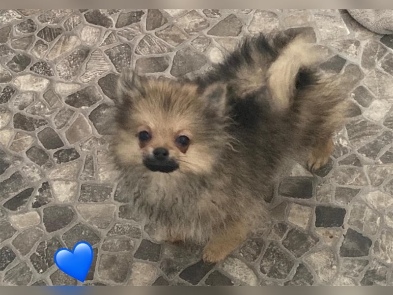 Zwergspitz/Pomeranian