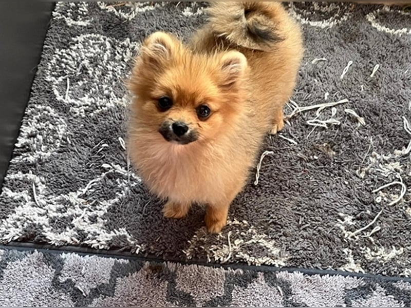 Zwergspitz/Pomeranian