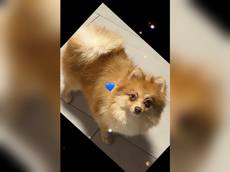 Zwergspitz/Pomeranian