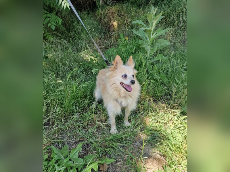 Laila sucht ein Zuhause