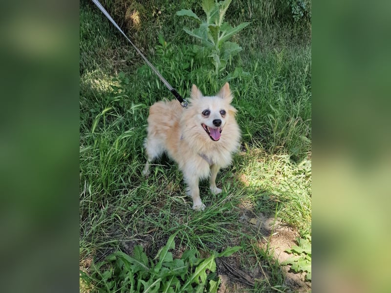 Laila sucht ein Zuhause