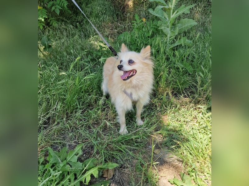 Laila sucht ein Zuhause