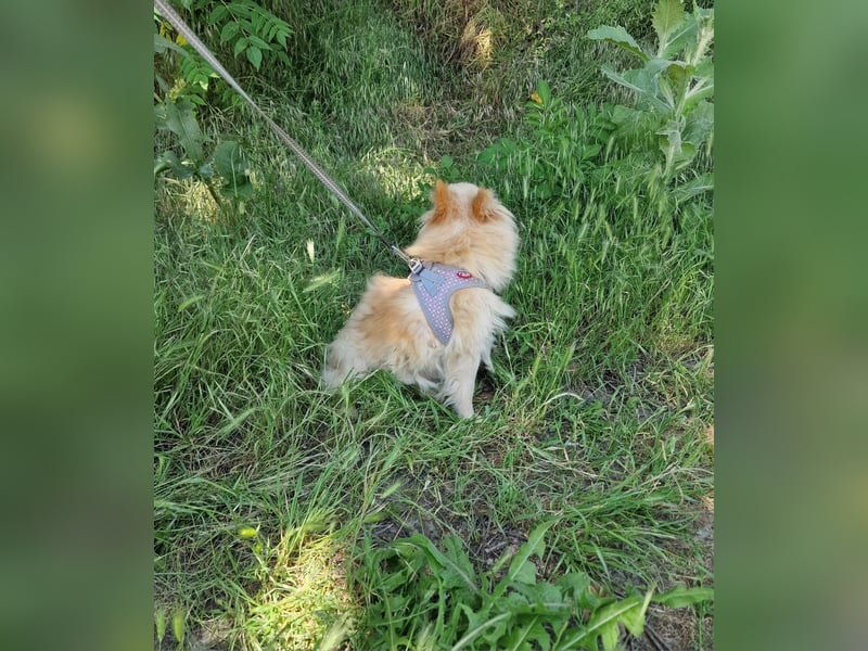 Laila sucht ein Zuhause
