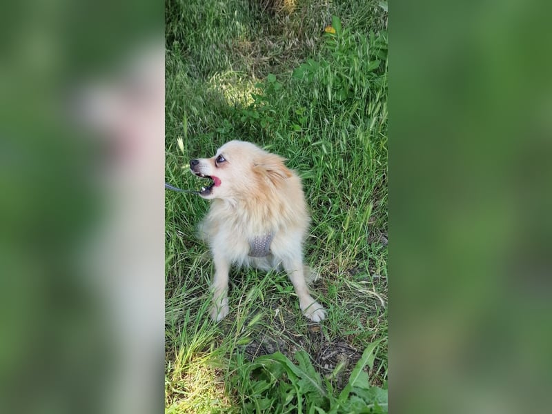 Laila sucht ein Zuhause