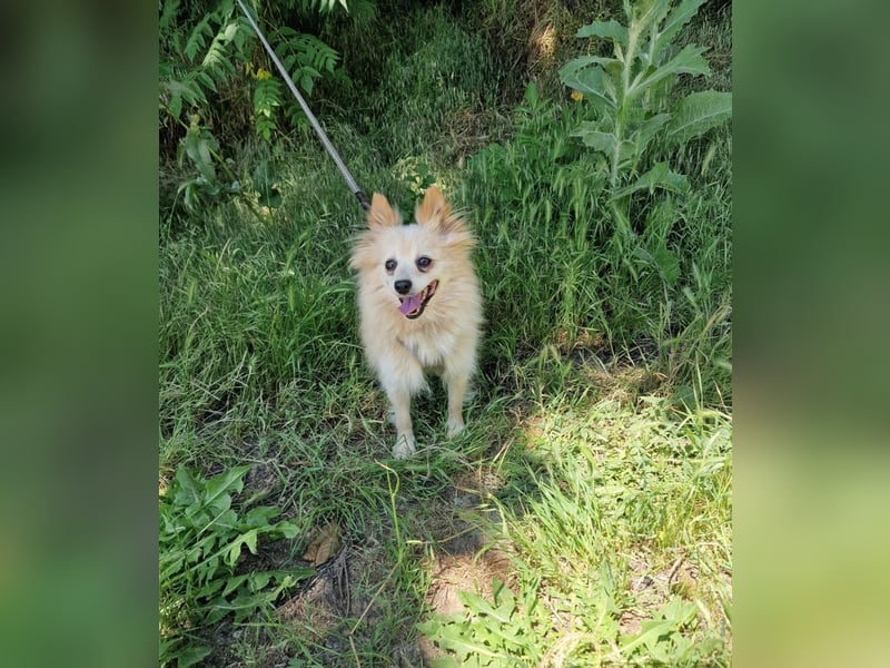 Laila sucht ein Zuhause