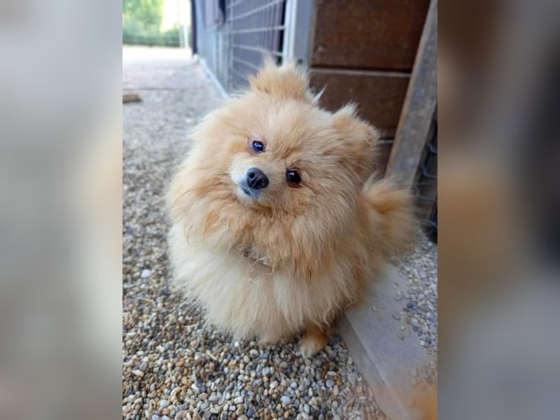 Puppe