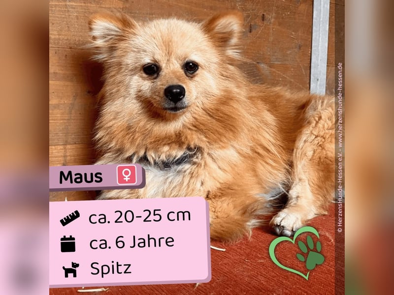 Maus