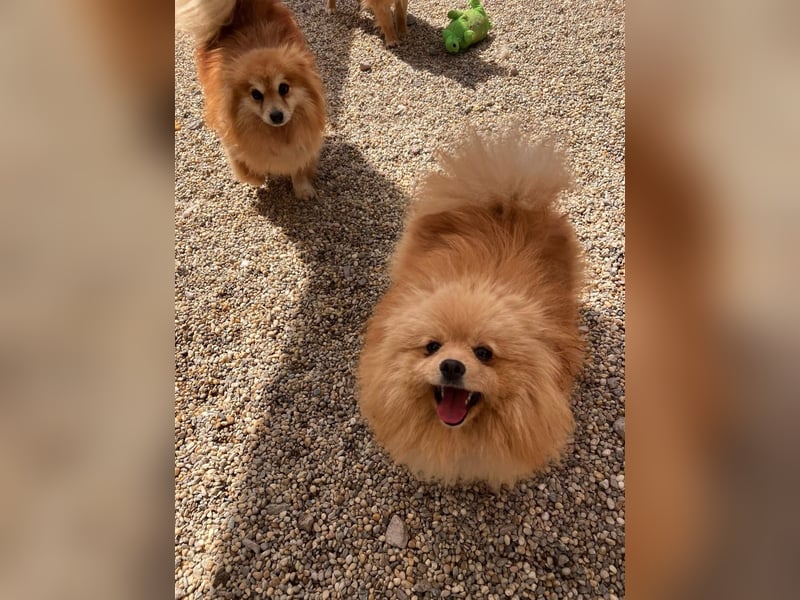 Puppe