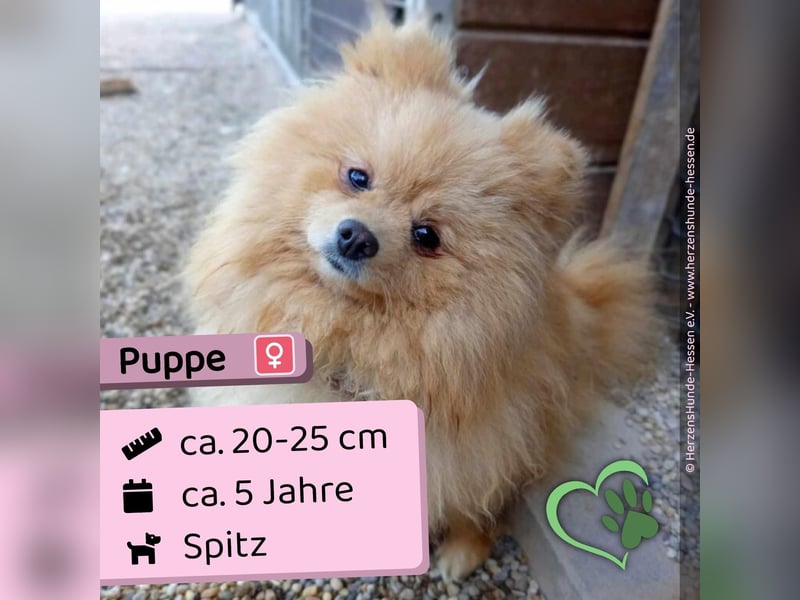 Puppe