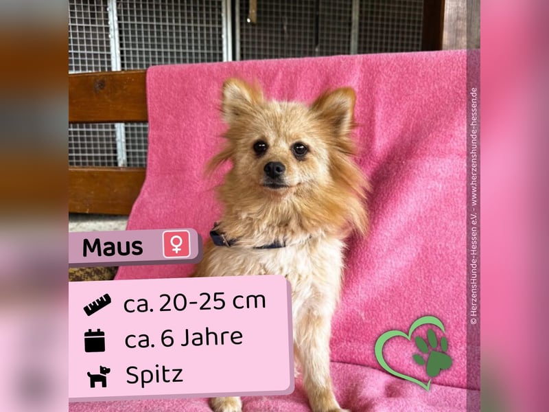 Maus