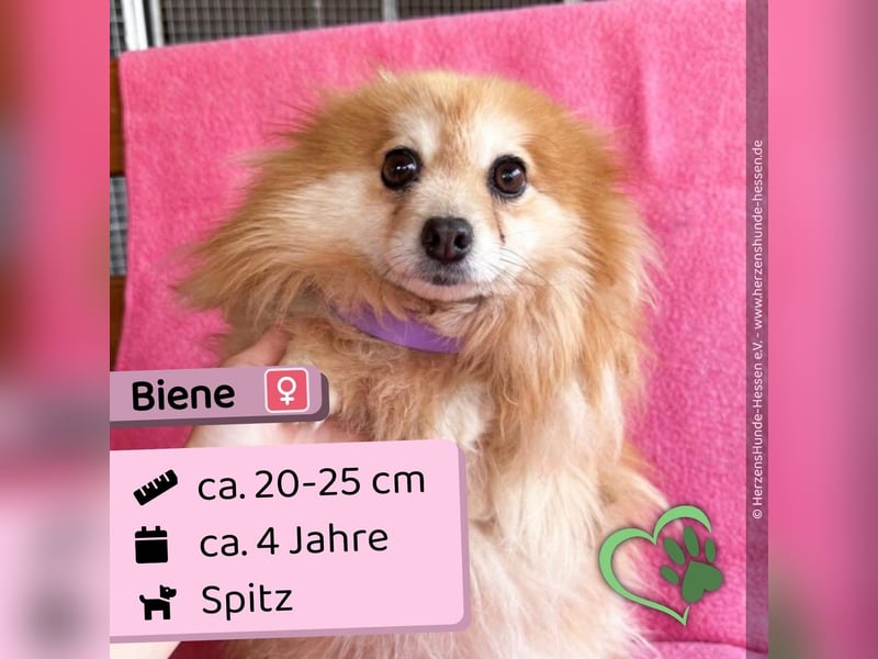 Biene