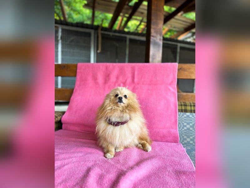 Puppe