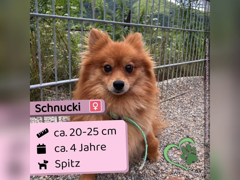 Schnucki