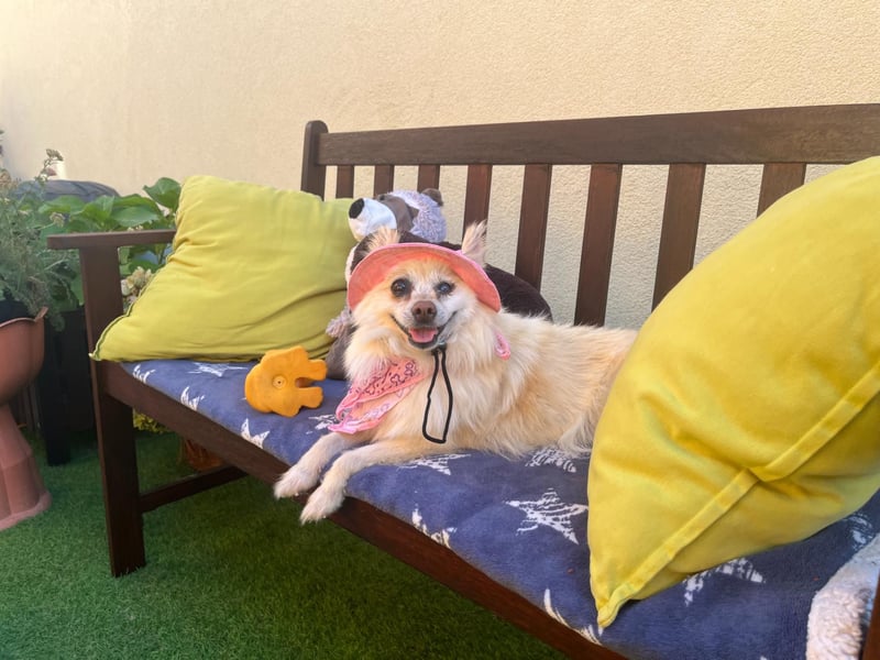 Nara SR – kleine Spitz-Prinzessin sucht endlich ihr Glück