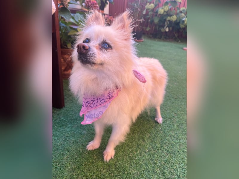 Nara SR – kleine Spitz-Prinzessin sucht endlich ihr Glück