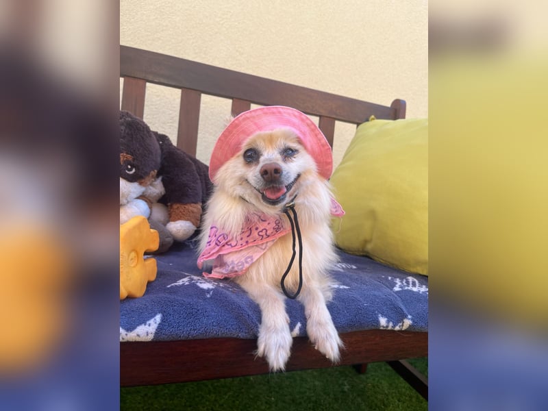 Nara SR – kleine Spitz-Prinzessin sucht endlich ihr Glück