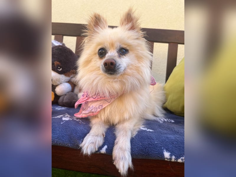 Nara SR – kleine Spitz-Prinzessin sucht endlich ihr Glück